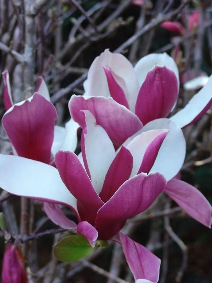 A Close Up of a Pink and White Flower — Wingham Nursery and Florist PTY Ltd In Wingham, NSW