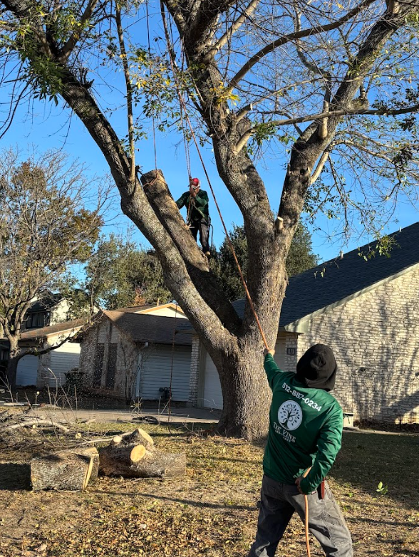 Two people trimming a large tree, one in the tree, one on the ground; sunny outdoor setting.