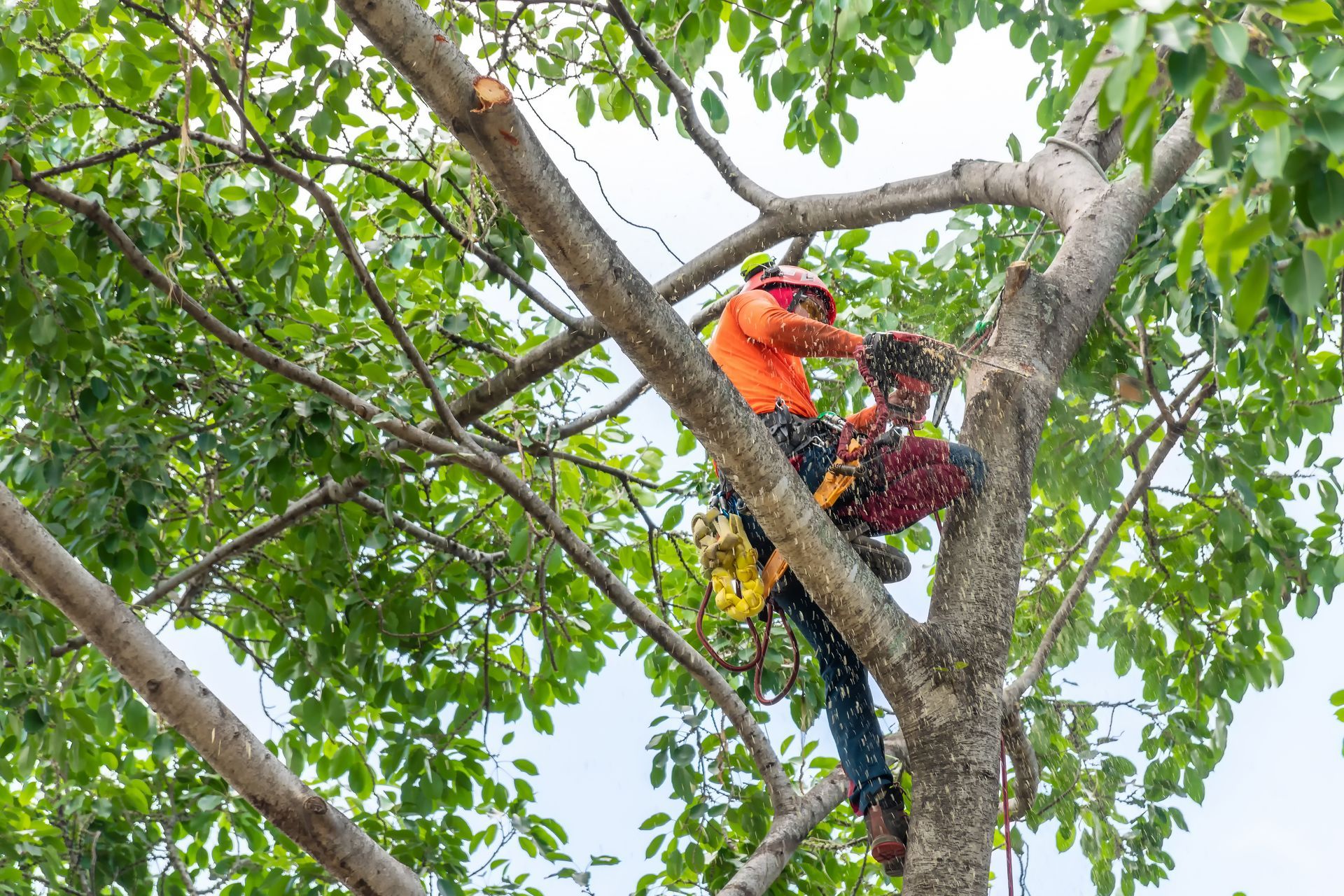 Arborist in orange shirt, helmet, and safety gear, using a chainsaw to prune a tree.