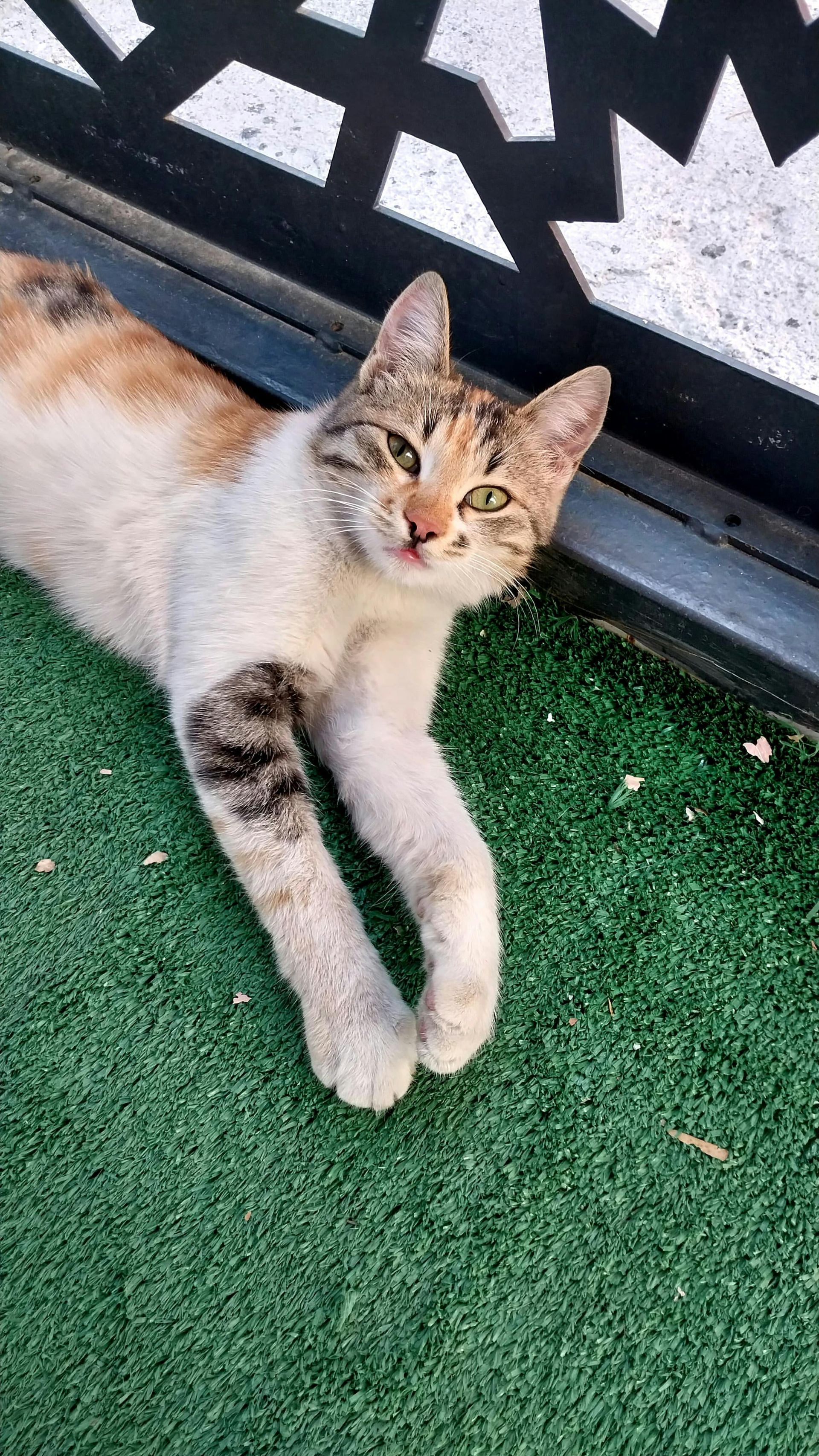 A calico cat is laying on the artificial grass and looking at the camera.
