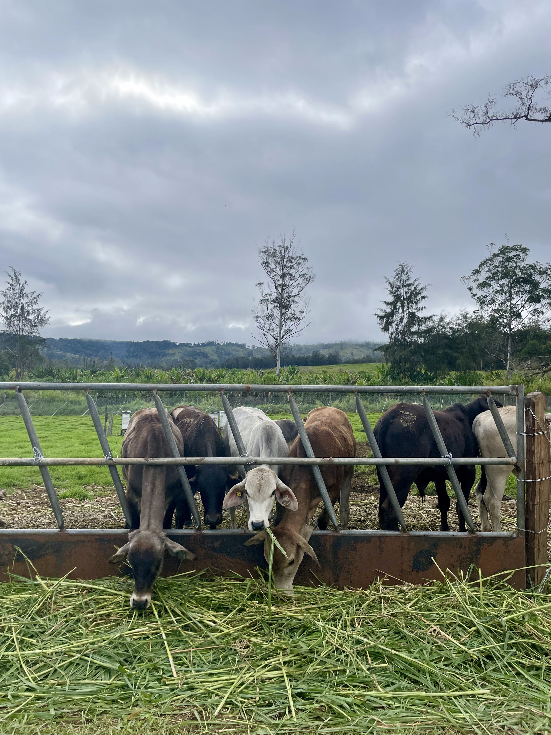 Een kudde koeien eet gras uit een trog in een veld. Papoea-Nieuw-Guinea 