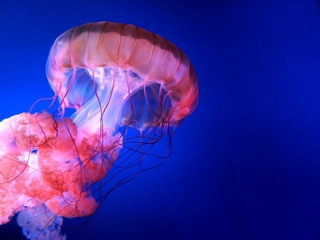Pink jellyfish with long tentacles against a vibrant blue backdrop.