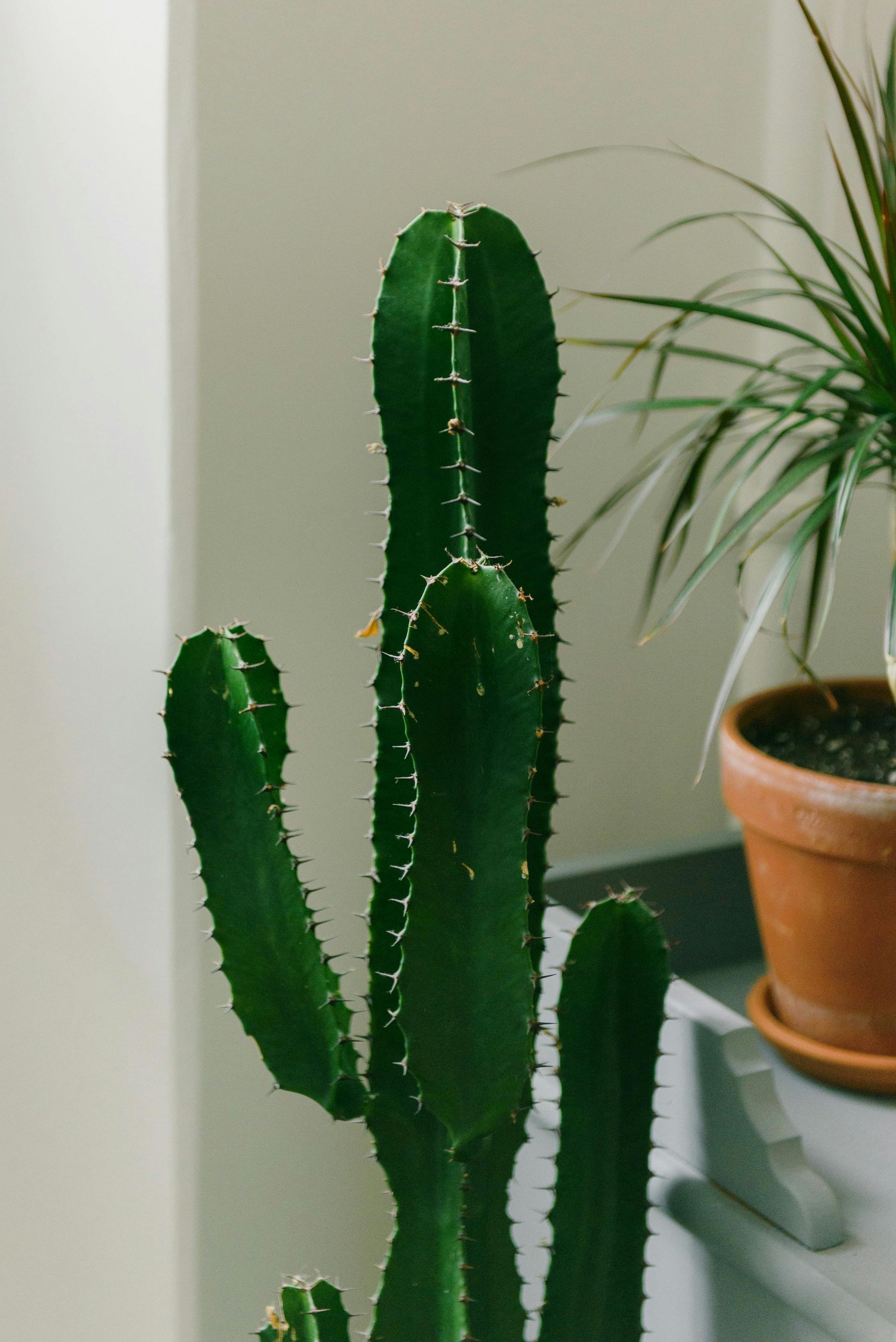 Tall green cactus with spiky edges, near a potted plant.