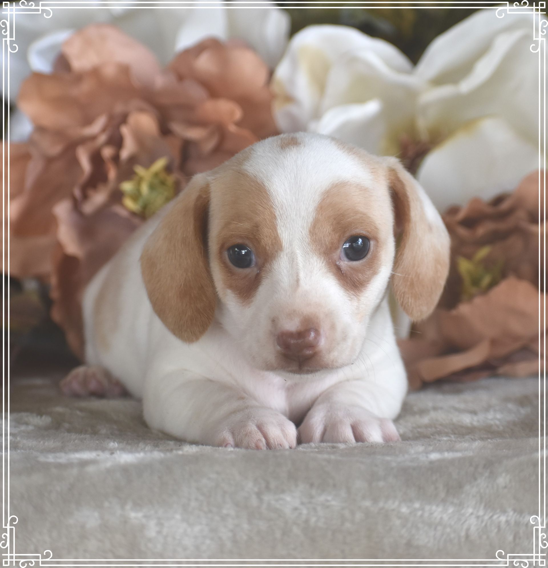 Available Dachshund Puppies for Sale | Down Home Dachshunds