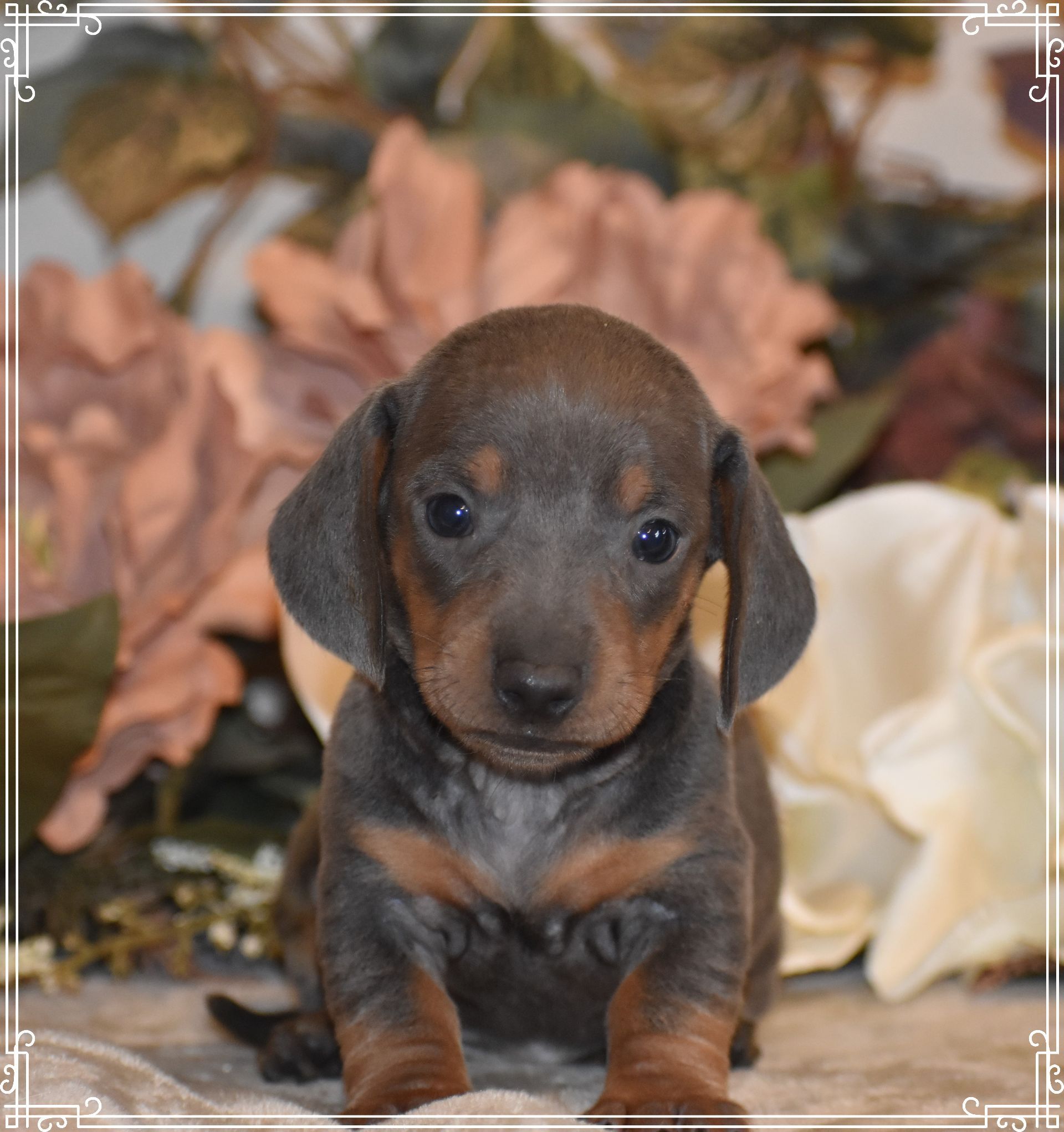 Available Dachshund Puppies for Sale Down Home Dachshunds