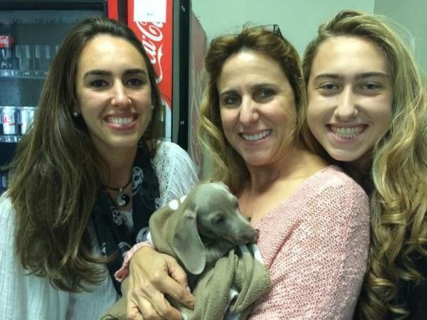 New Dachshund family