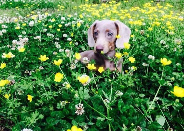 Dachshund puppy in a field of flowers
