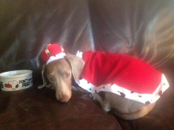Dachshund all dressed up