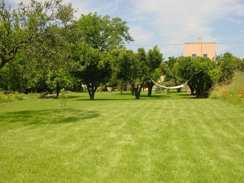 lawn with trees