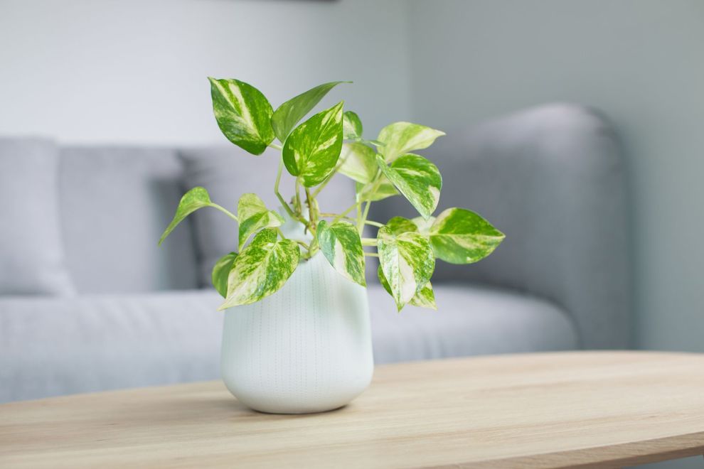 A potted pothos plant with variegated green and white leaves on a wooden table, a gray sofa in the background.