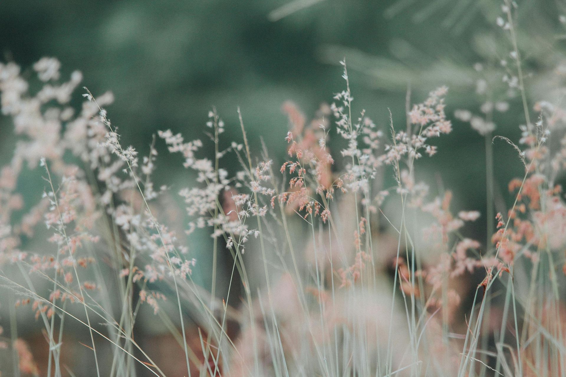 Tall grasses with feathery tops, in shades of white and peach, against a blurred green background.