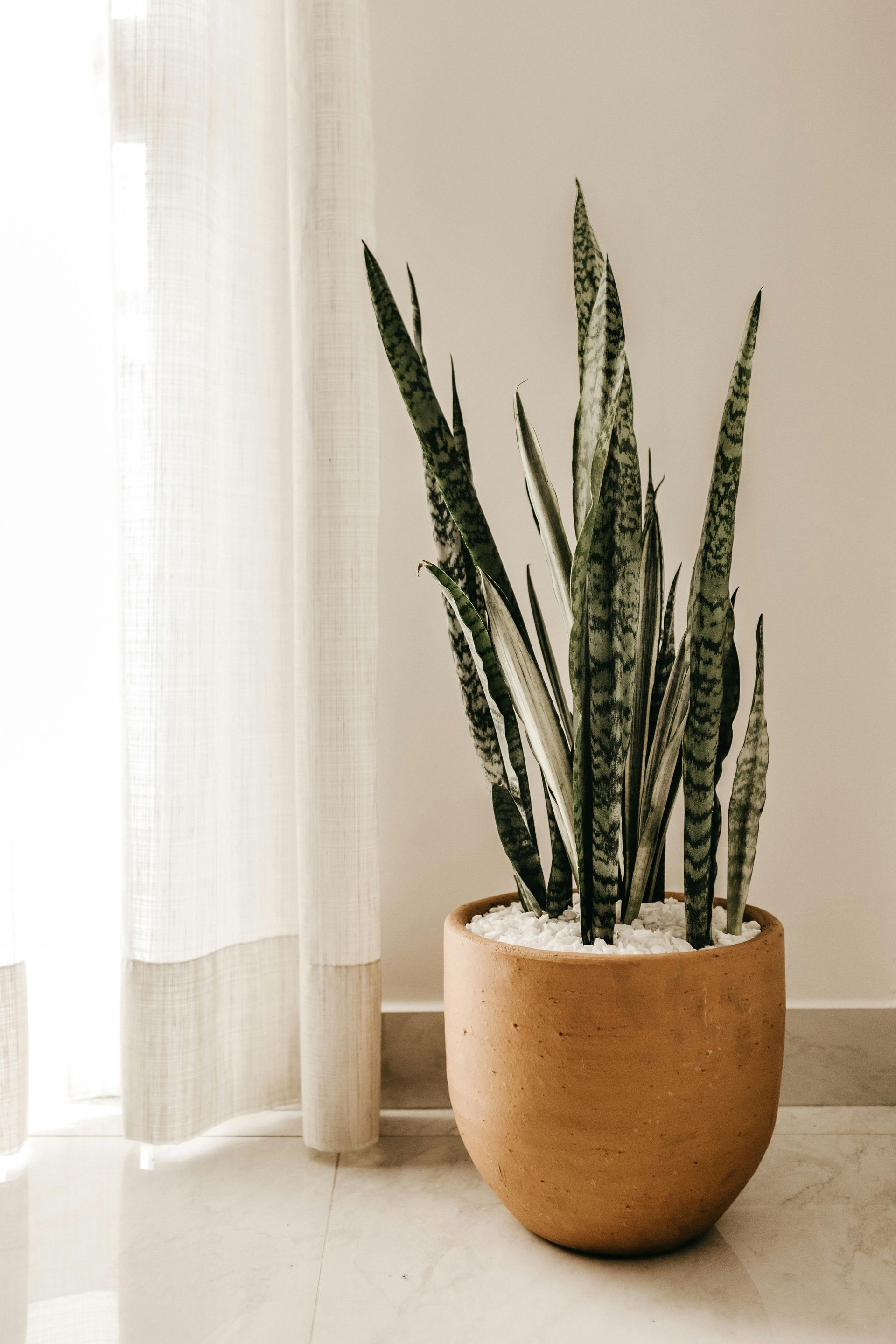 A tall snake plant in a terracotta pot sits on a shiny floor, next to a sheer white curtain.