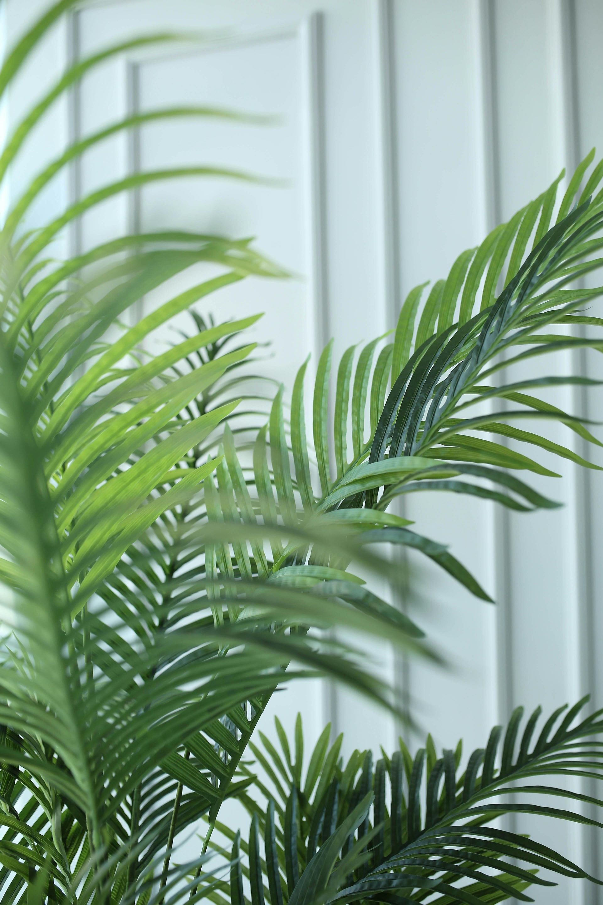 Close-up of vibrant green palm fronds with a light blue-white paneled wall in the background.