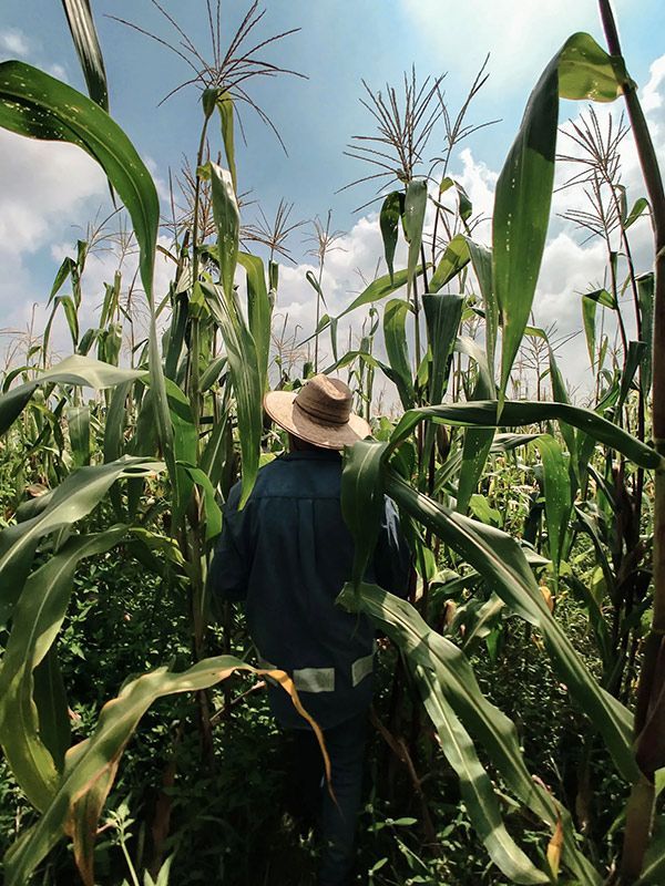 A Man Wearing A Hat Is Walking Through A Corn Field — Brown & Co Finance in St George, QLD