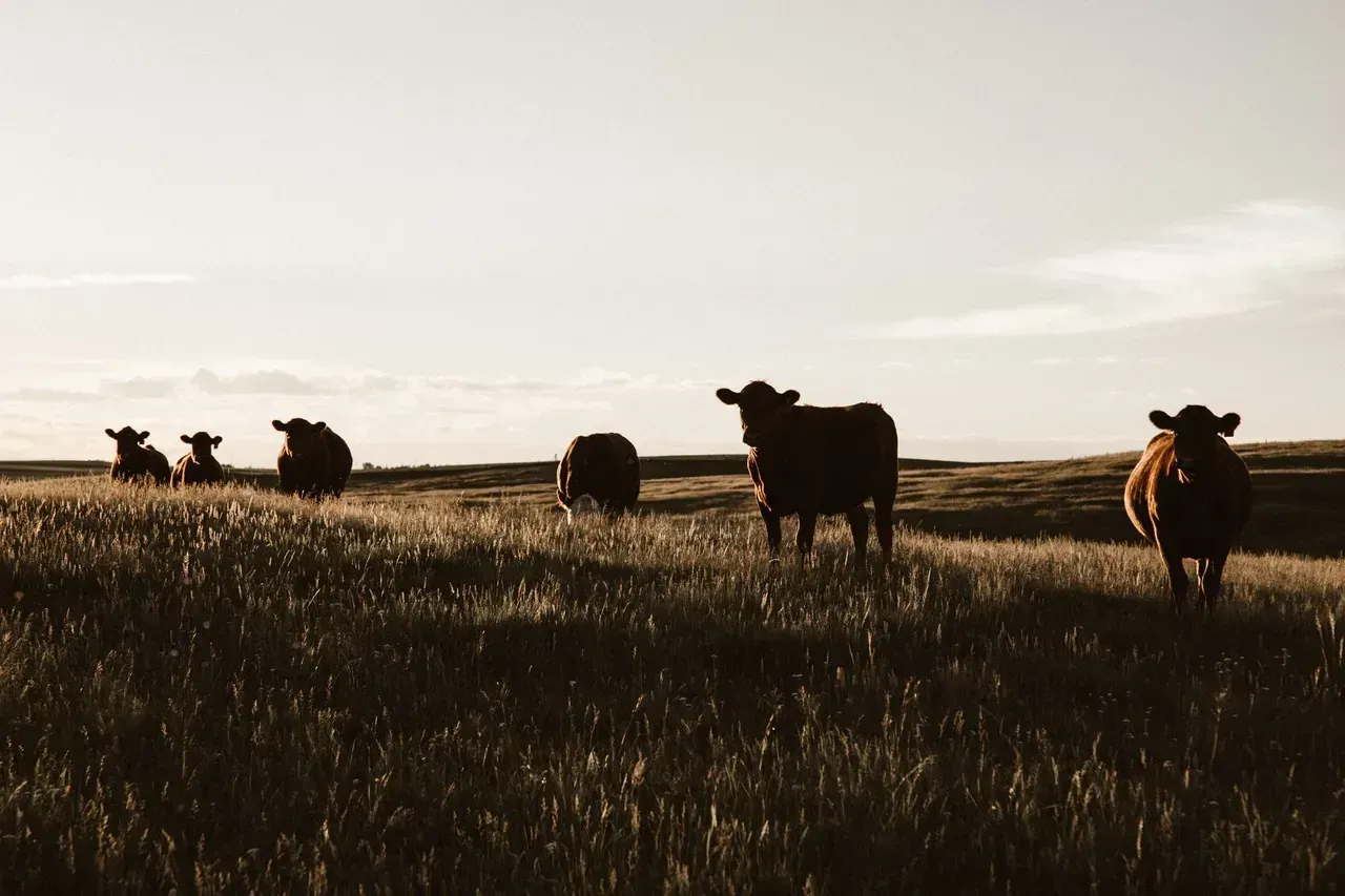 A Herd Of Cows Are Standing In A Grassy Field — Brown & Co Finance in Toowoomba, QLD