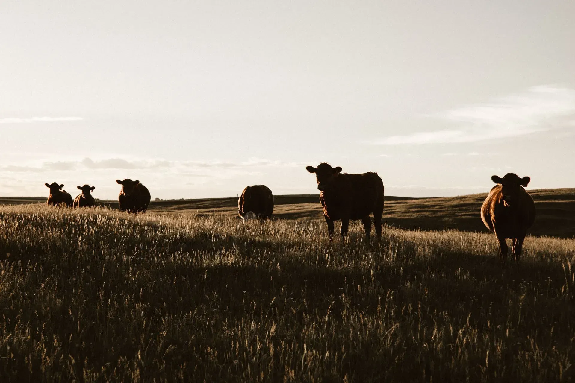 Three Sheep In a Grass Paddock — Brown & Co Finance in Gatton, QLD