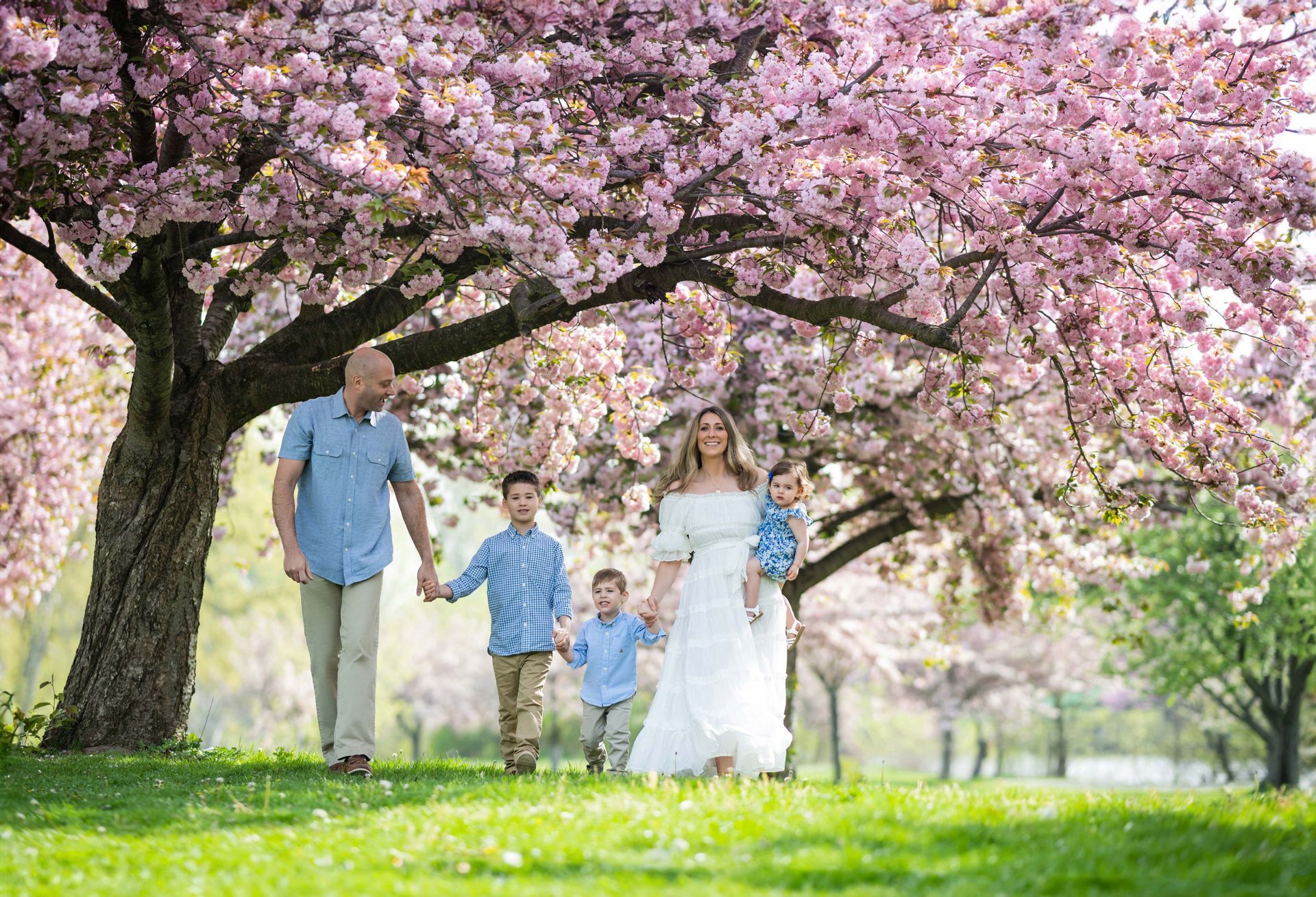 Family of five walking under blooming cherry blossom trees in a park.
