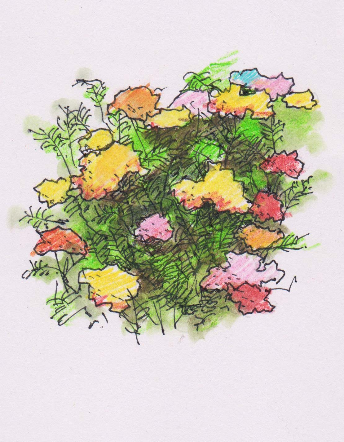 Achillea Millefolium