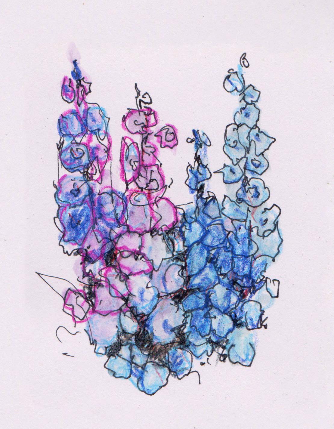 Delphinium
