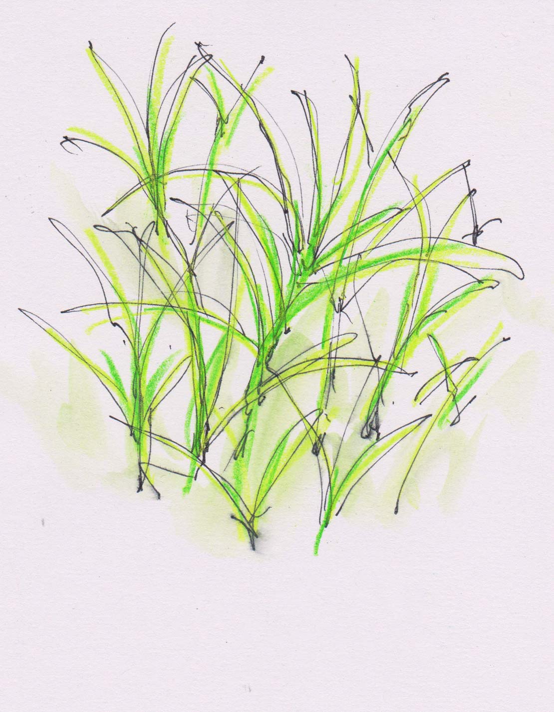 Agretti (Saltwort)