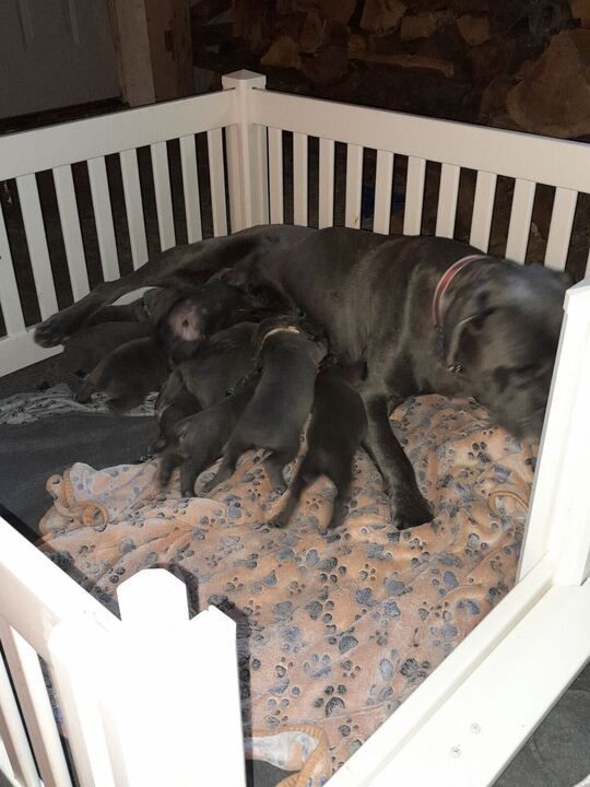 A dog is nursing her puppies in a fenced in area