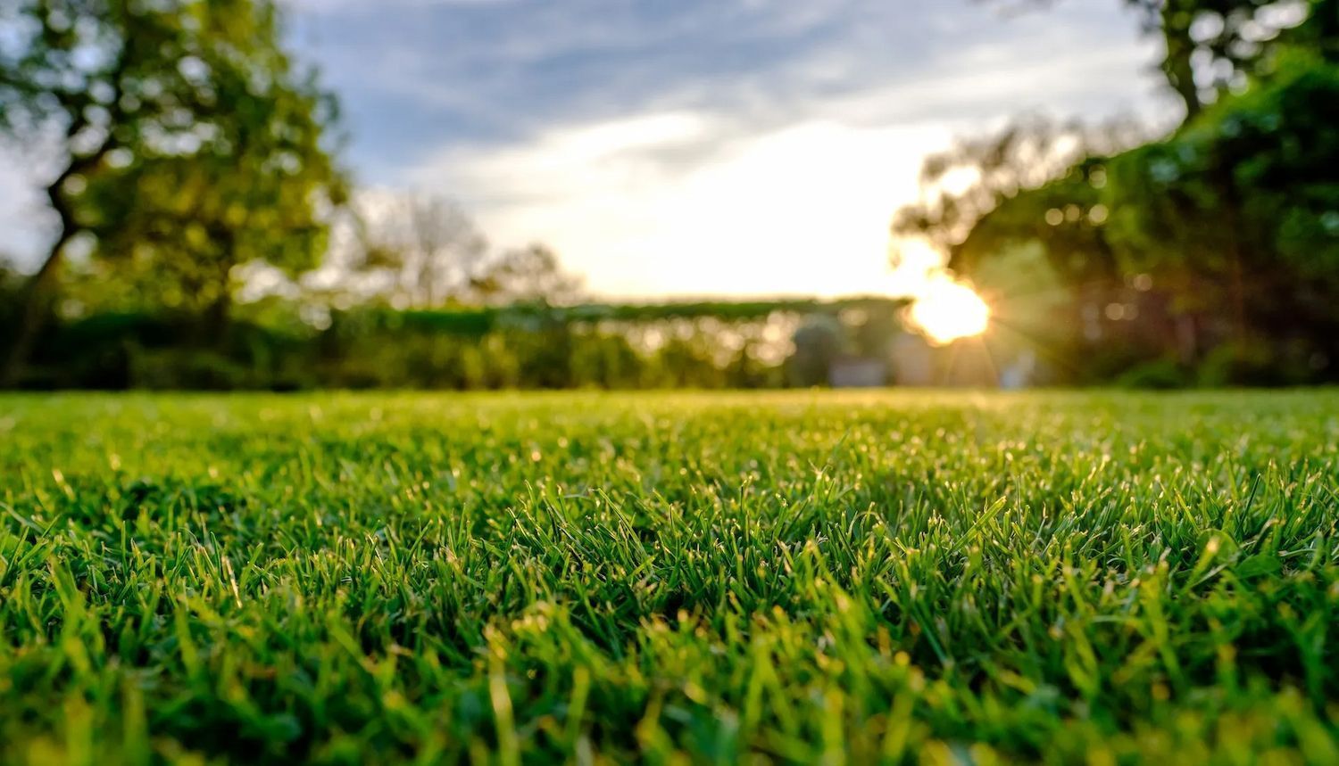 Lush green grass in a backyard, with trees and a bright sunset in the background.