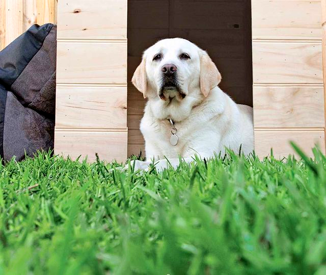 Yellow Labrador resting in a wooden dog house, green grass in foreground.
