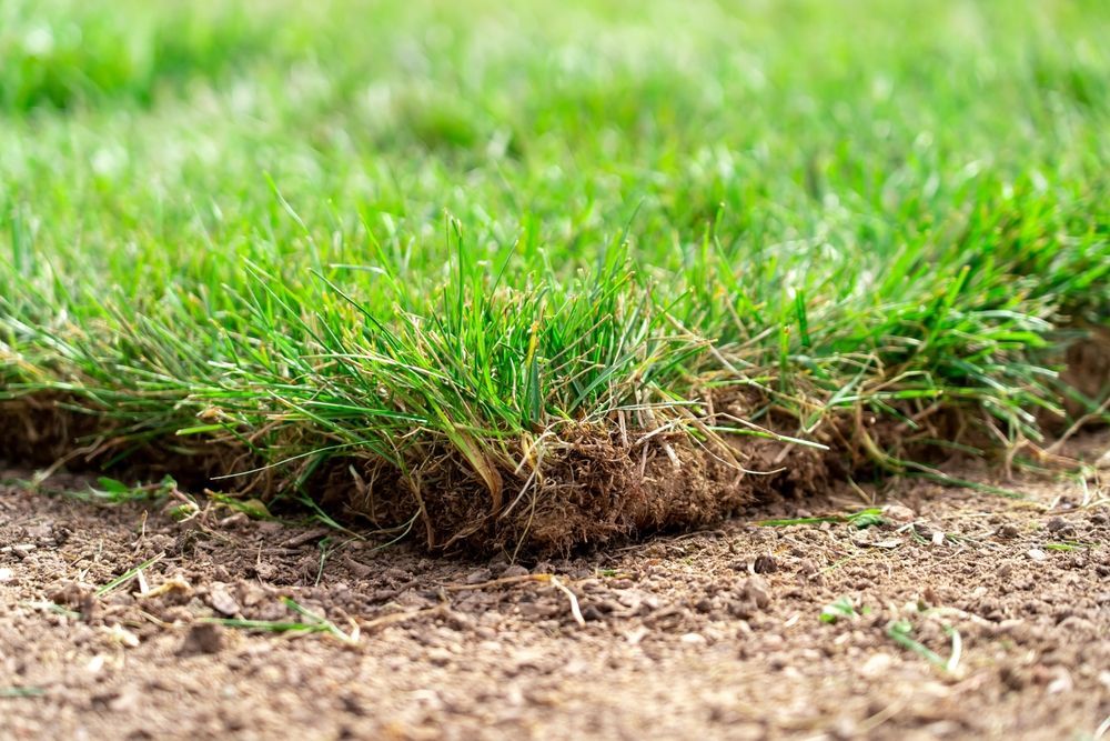 Close-up of freshly laid sod, with green grass atop brown soil.
