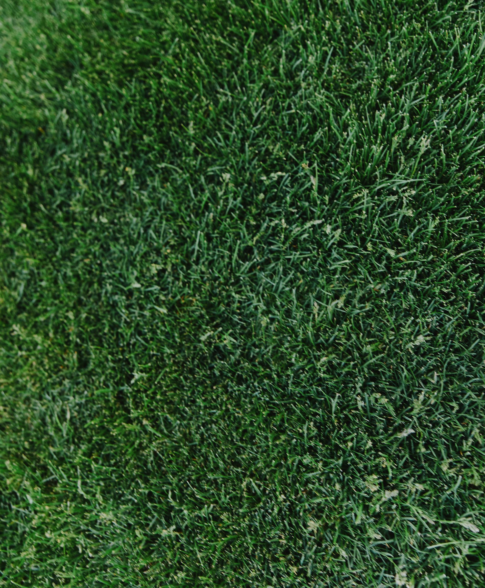 Green, textured grass.