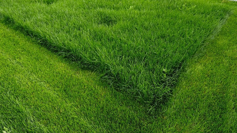 Lush green lawn with a dark V-shaped shadow cast across it.