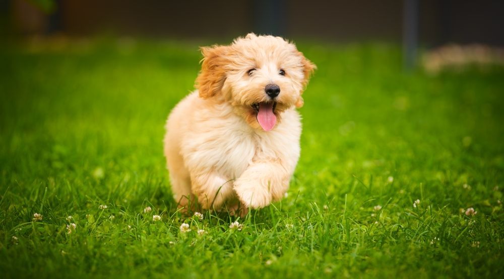 Golden Doodle puppy running happily in green grass with tongue out.