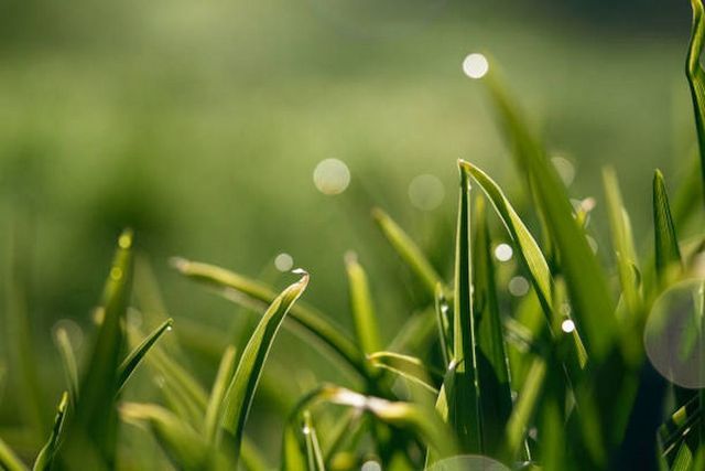 A lawnmower cuts grass in a sunny yard, with a tree in the background and airborne particles.