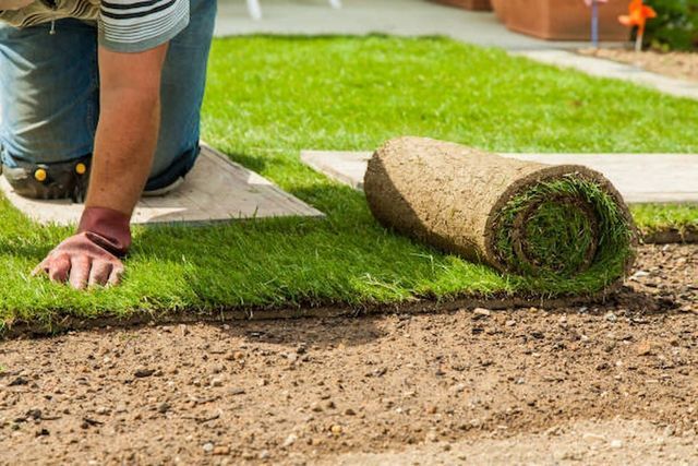 Person laying sod on prepared soil, focusing on the edge of the new grass.