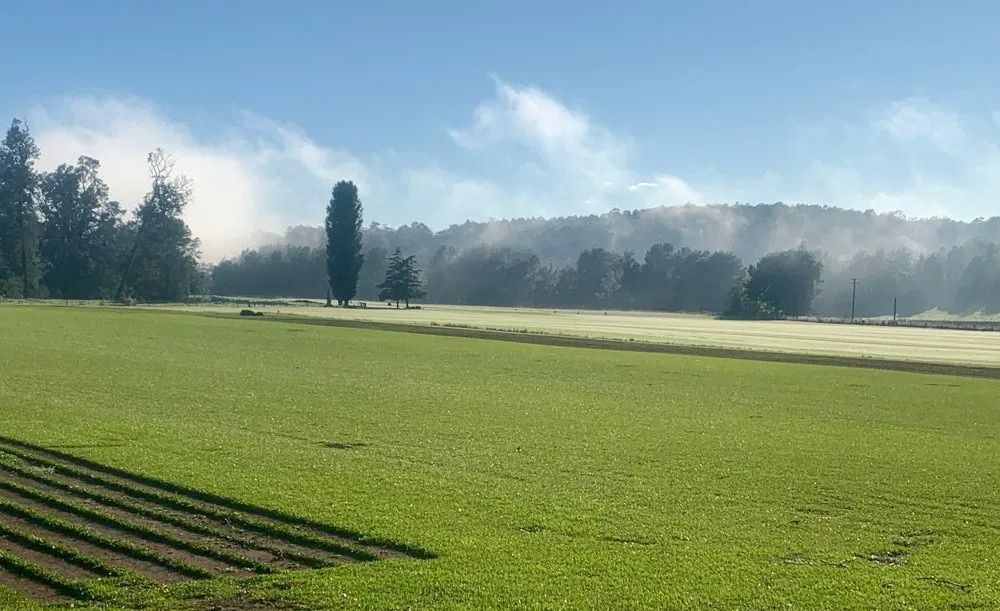 Green field with rows, trees, and mist in a clear, blue sky.