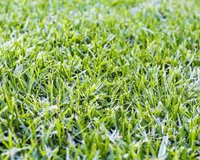 Close-up of bright green grass blades, with a soft, blurred background.