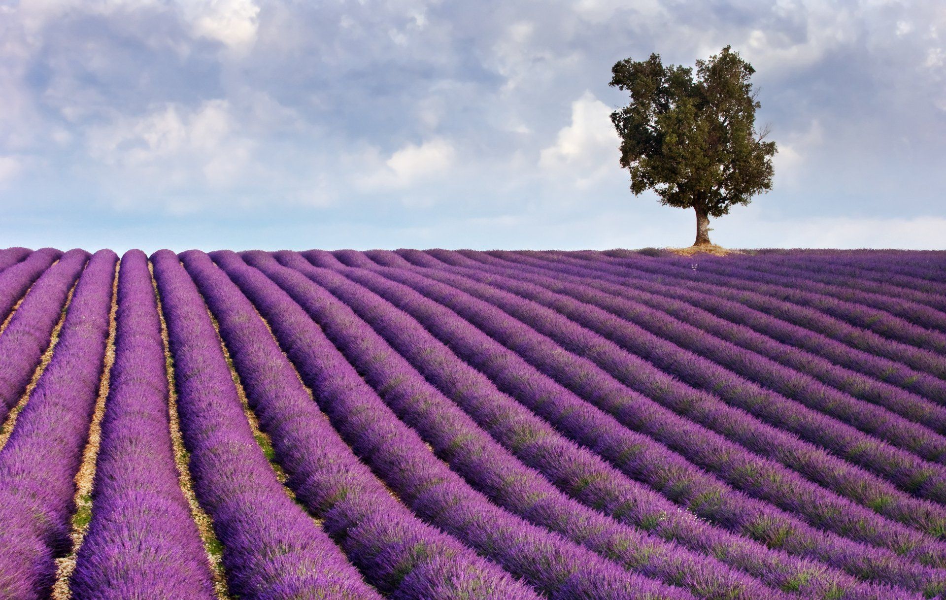 a tree in the middle of a field of purple flowers