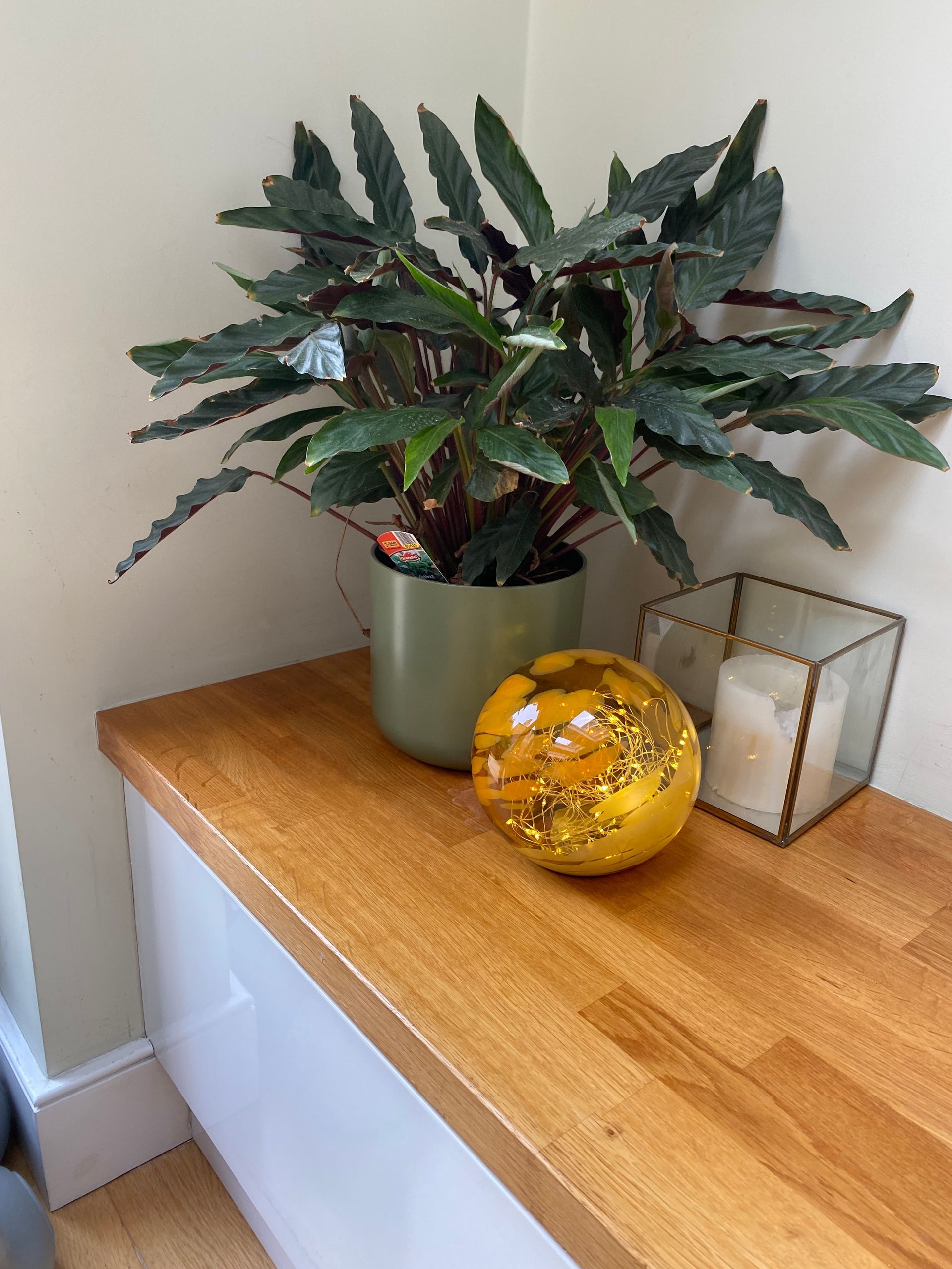a Roast Designs gold glass globe light against a potted plant sitting on a wooden shelf next to a candle holder