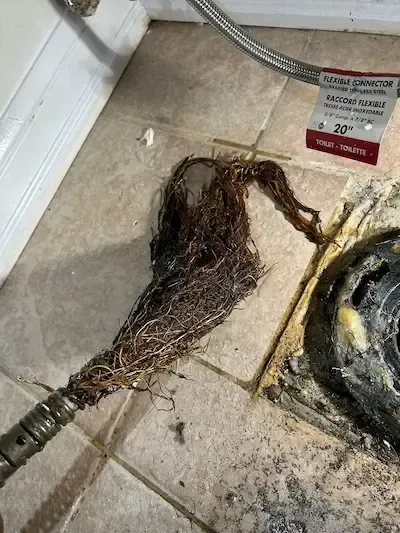 Corroded main drain pipe with tree root intrusion in Oakville residential home — drain repair required