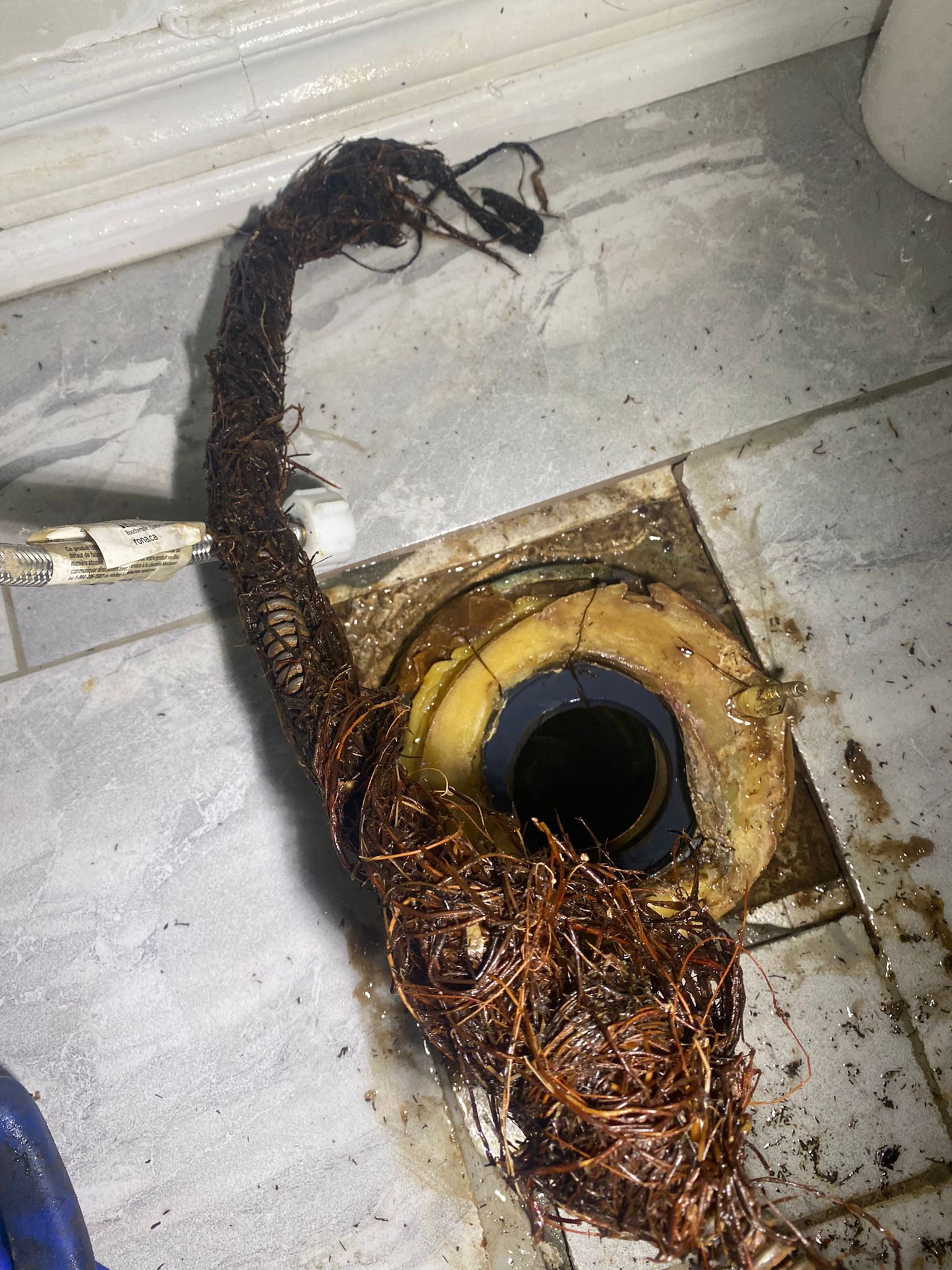 Roots found in main drain — Oakville home