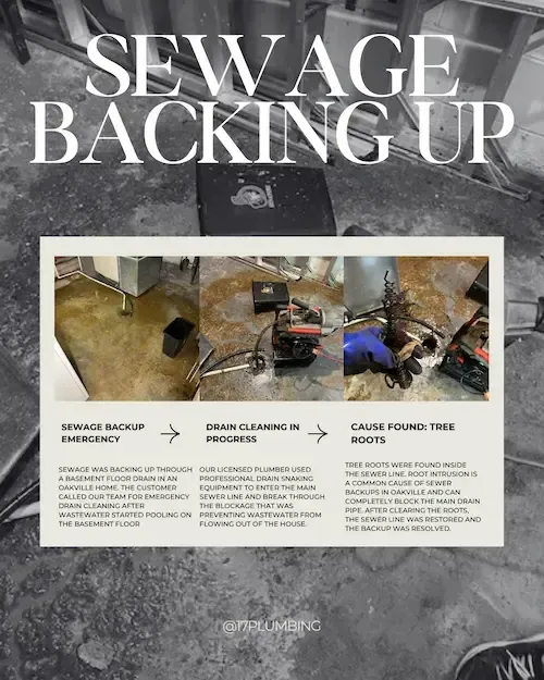 Professional inspection and drain cleaning can restore proper drainage and prevent future sewer problems.