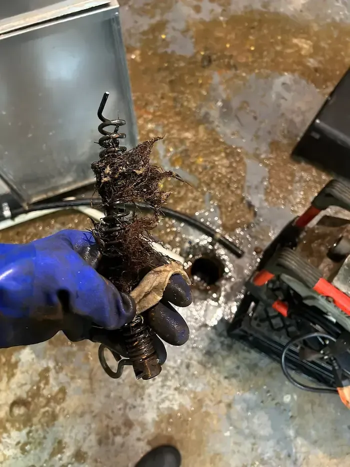 Floor drain backing up in commercial kitchen in Oakville with sewage overflow caused by main drain blockage