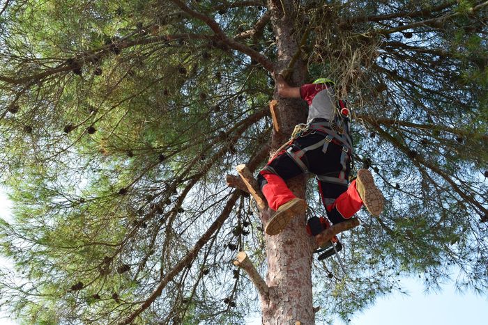 A man is climbing a tree with a chainsaw.