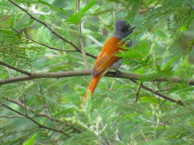 Birdwatching in the Chimanimani Mountains