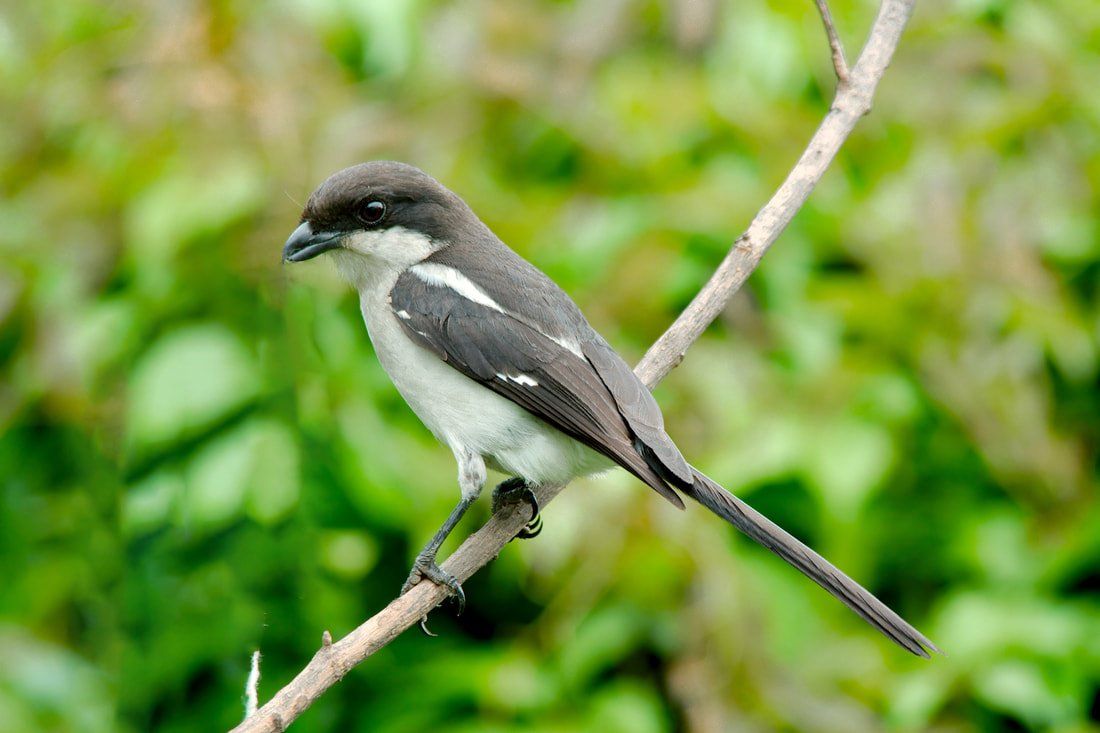 Come birdwatching in Chimanimani