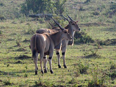 Elands of Zimbabwe