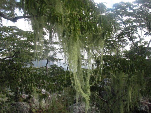 Moss and air ferns growing in Chimanimani