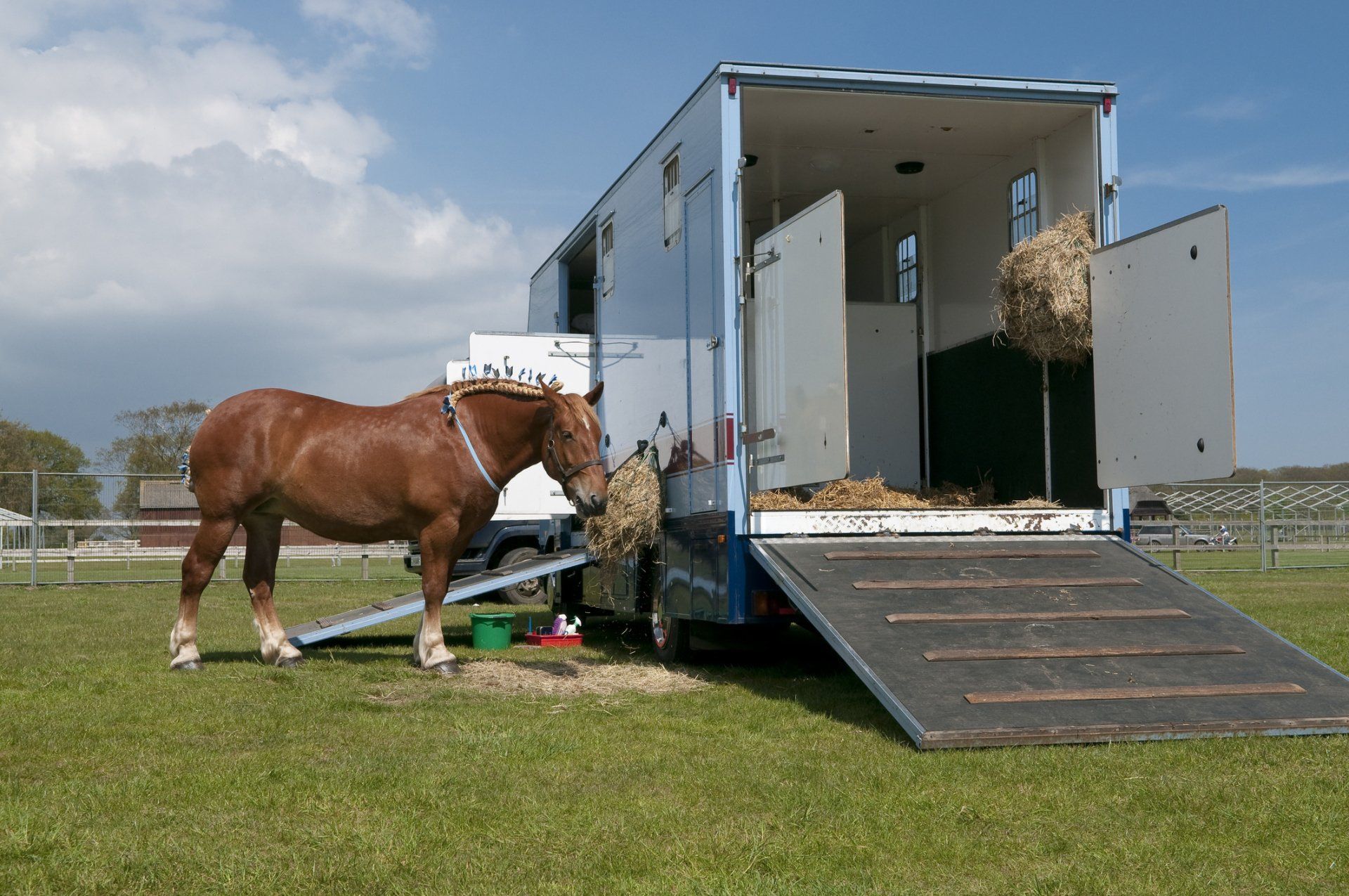 Horse Trailers — Horse beside the Truck in Anaheim, CA