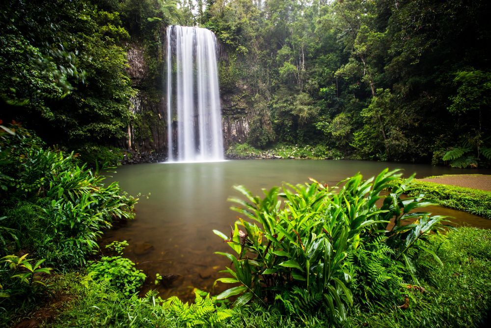 A Waterfall in the Middle of a Lush Green Forest — Care FNQ Pty Ltd in Atherton, QLD