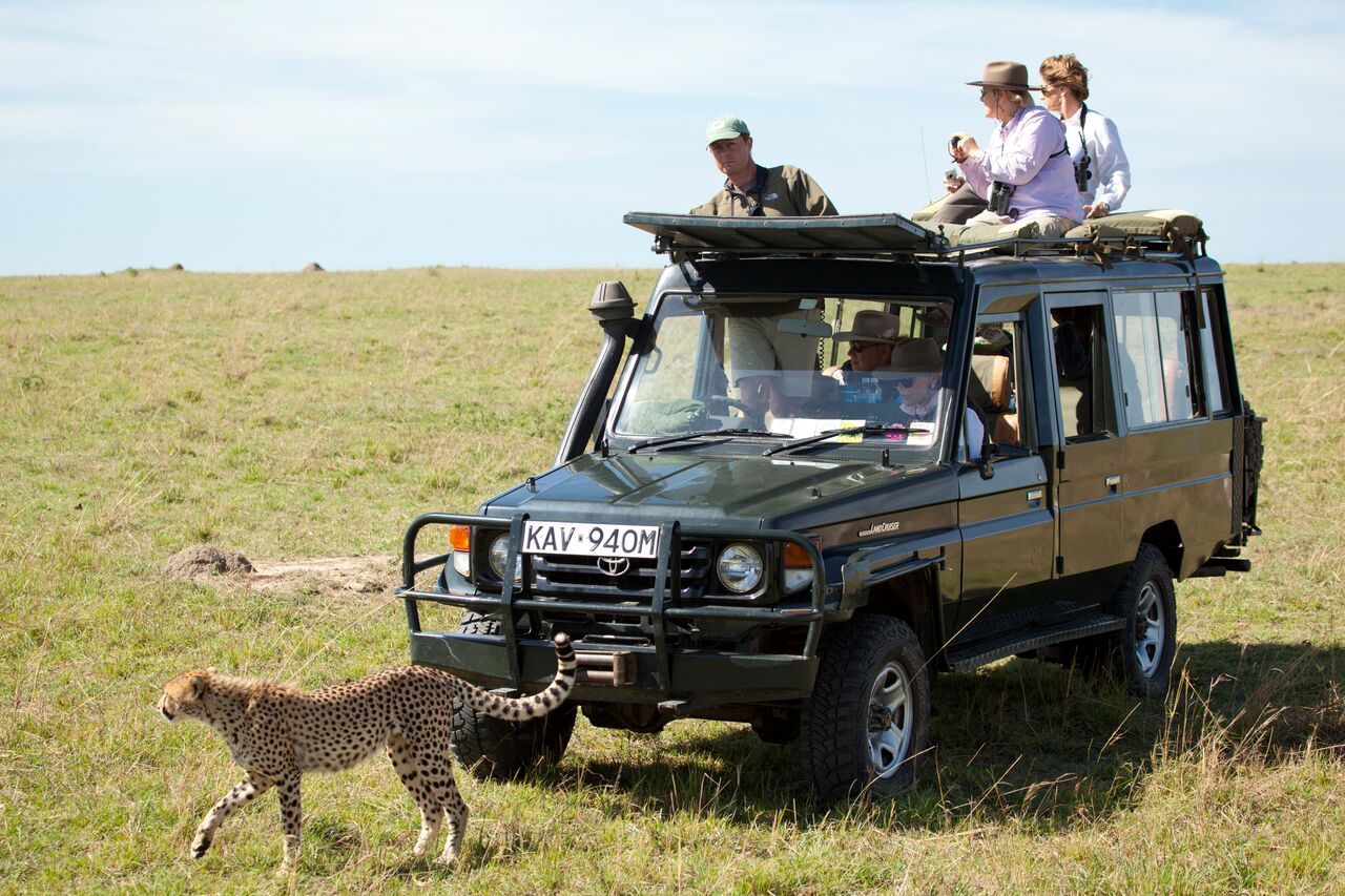 A cheetah is walking towards a jeep with people in it.