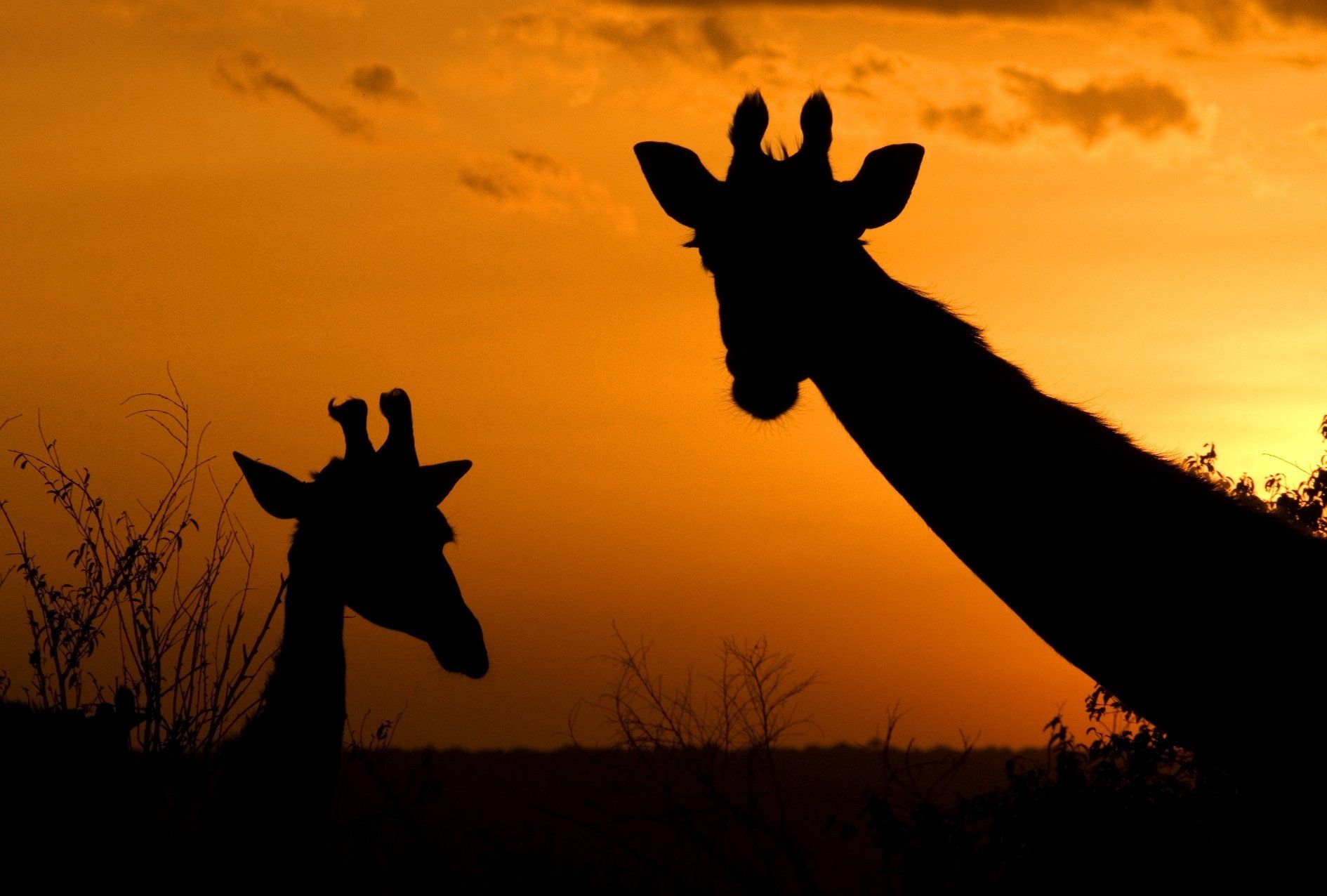 Two giraffes are silhouetted against a sunset sky